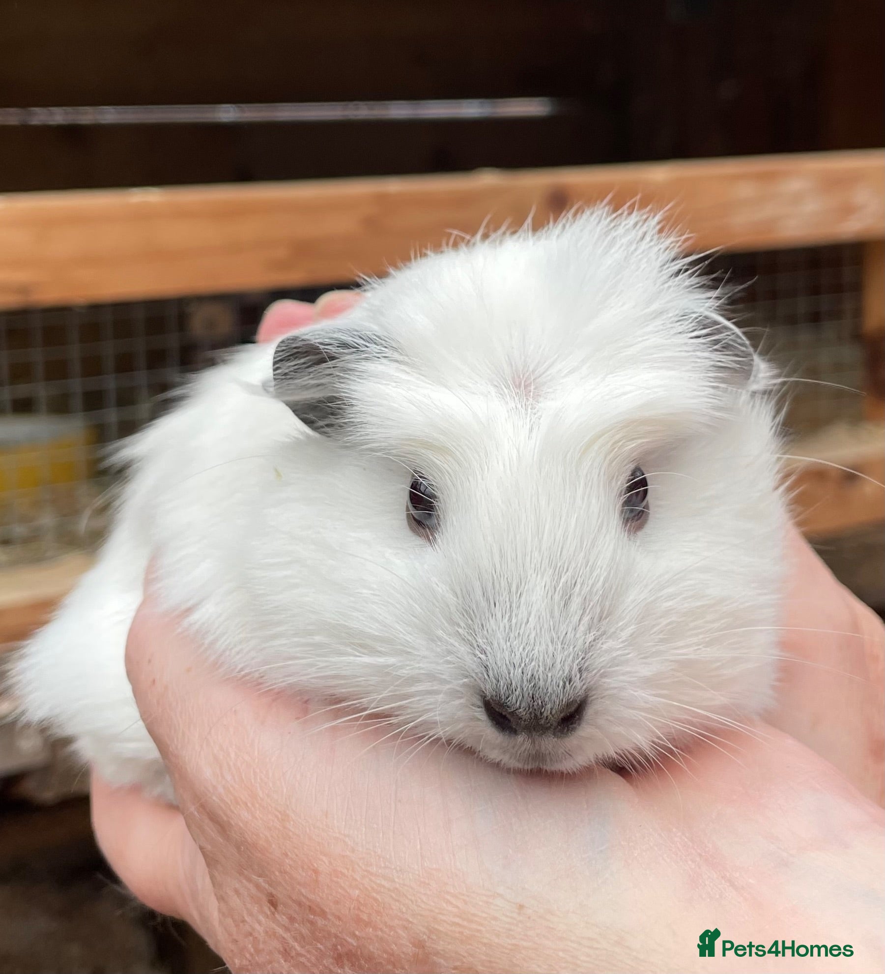 Guinea Pig rodents Baby guinea pigs  - Advert 16