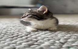 Persian cats for sale: Persian Russian doll x kittens  - Image 6