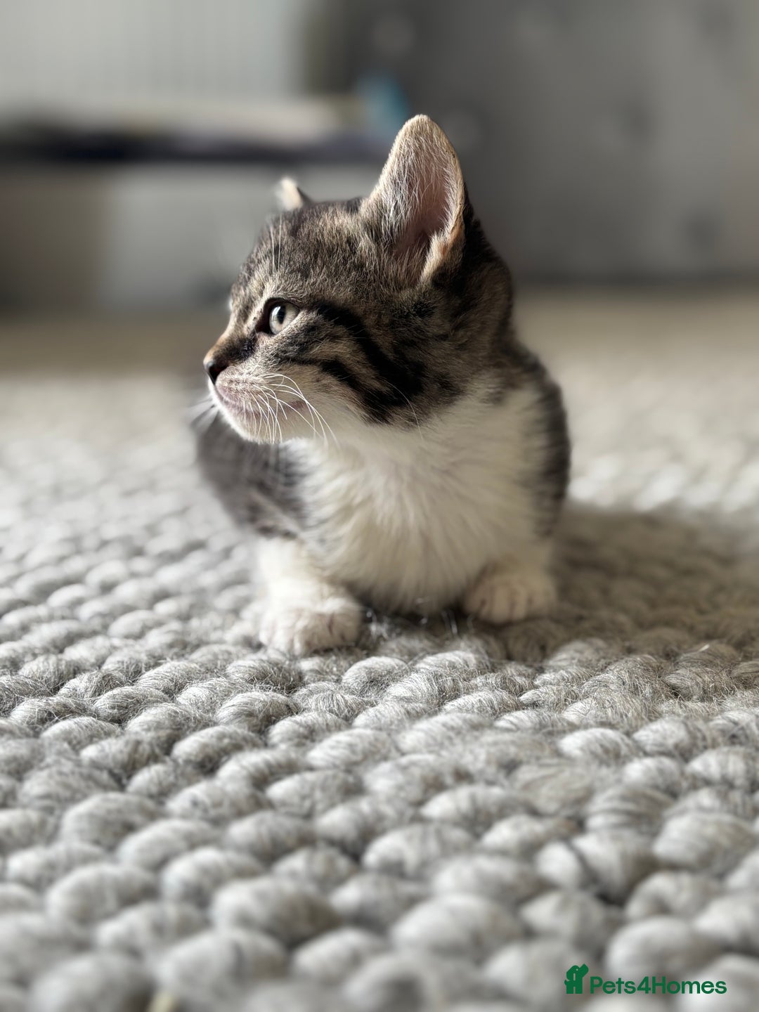 Persian cats for sale: Persian Russian doll x kittens  - Image 6
