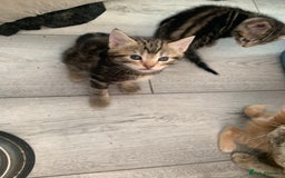 Mixed Breed cats for sale: Kitten for sale  - Image 4