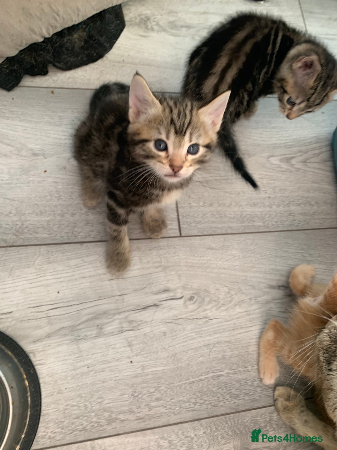 Mixed Breed cats for sale: Kitten for sale  - Image 4