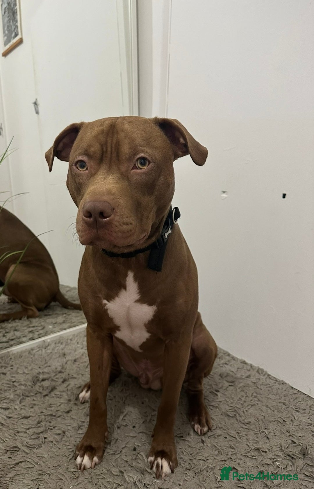 Mixed Breed dogs for sale: STAFFORDSHIRE X AMERICAN BULLY DOG 3YO URGENT - Advert 4