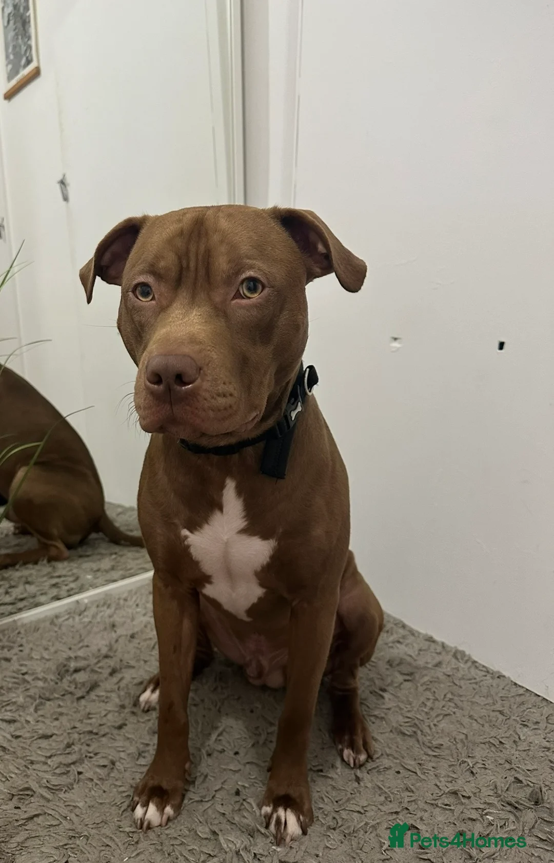 Mixed Breed dogs for sale: STAFFORDSHIRE X AMERICAN BULLY DOG 3YO URGENT - Advert 4