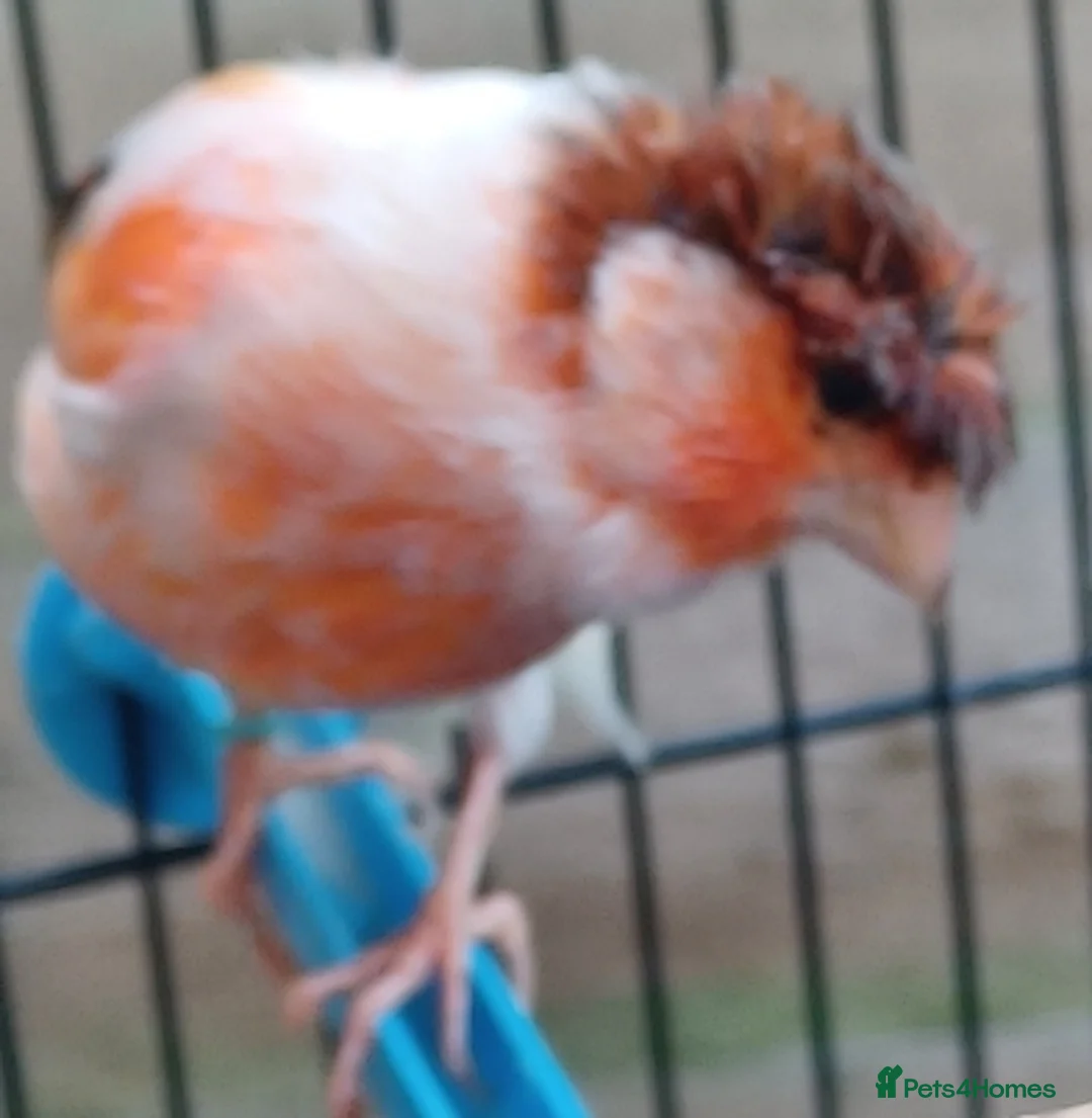 Canaries birds for sale: HARLEQUIN RED FACTOR PORTUGUESE CREASTED  - Advert 35