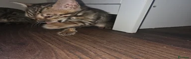 Bengal Kitten 4