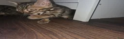 Bengal cats for sale: 5 gorgeous Bengal kittens - Advert 3