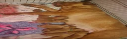 Dogue De Bordeaux dogs for sale: Dogue de bordeaux puppies - Advert 2