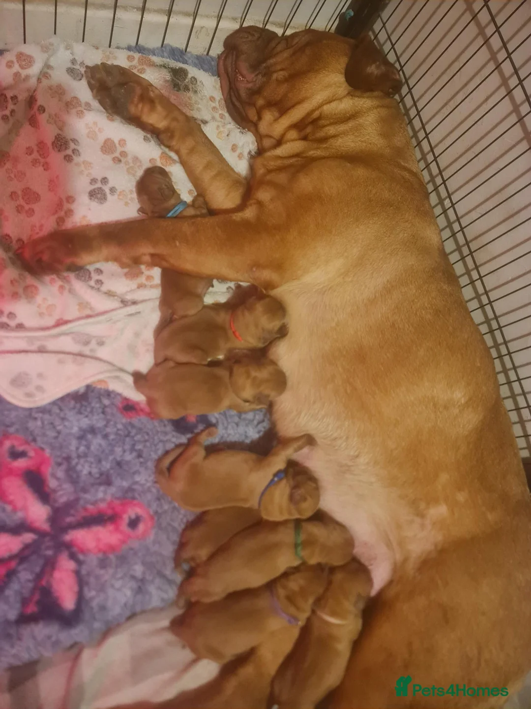 Dogue De Bordeaux dogs for sale: Dogue de bordeaux puppies - Advert 2