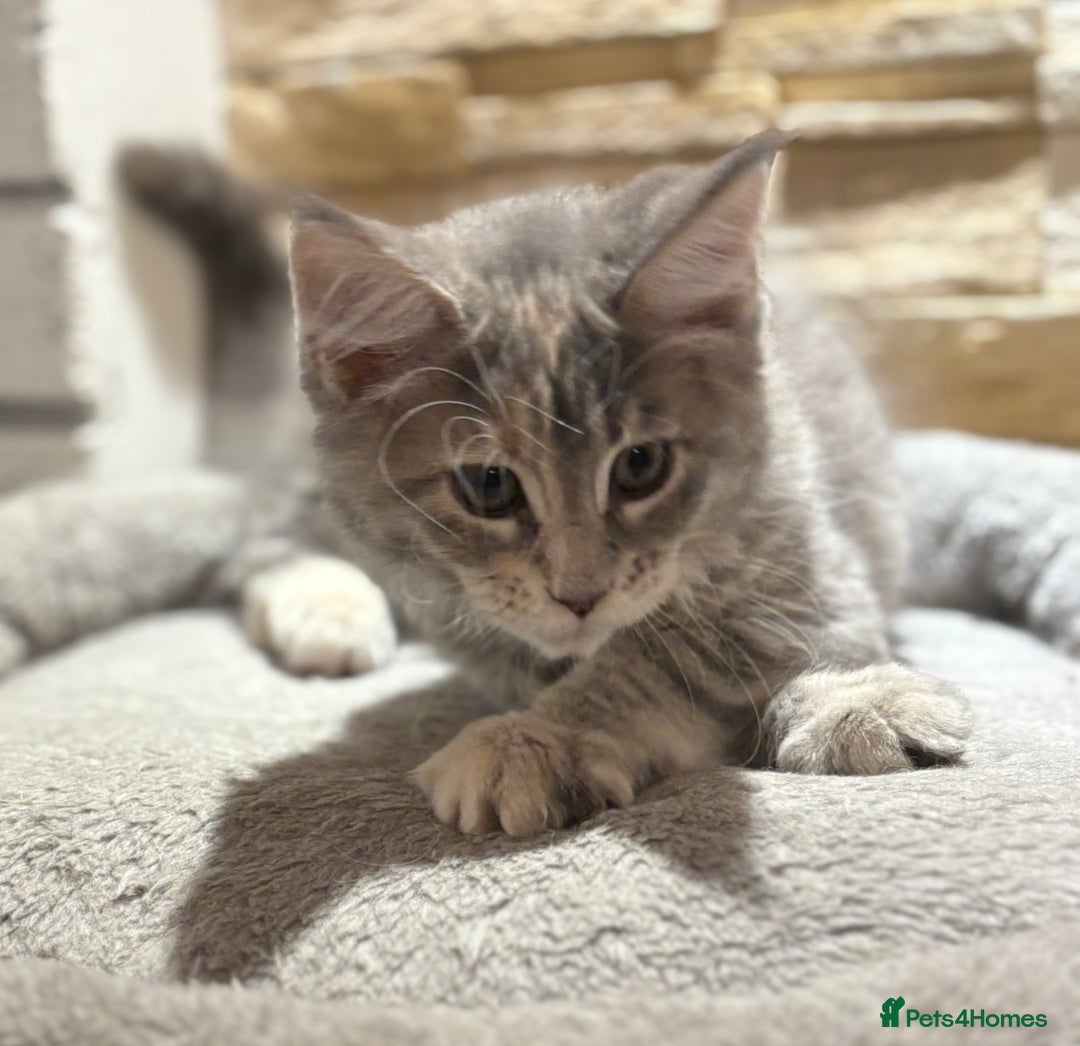 Maine Coon cats for sale: Pure blood Maine coon kittens  - Image 12