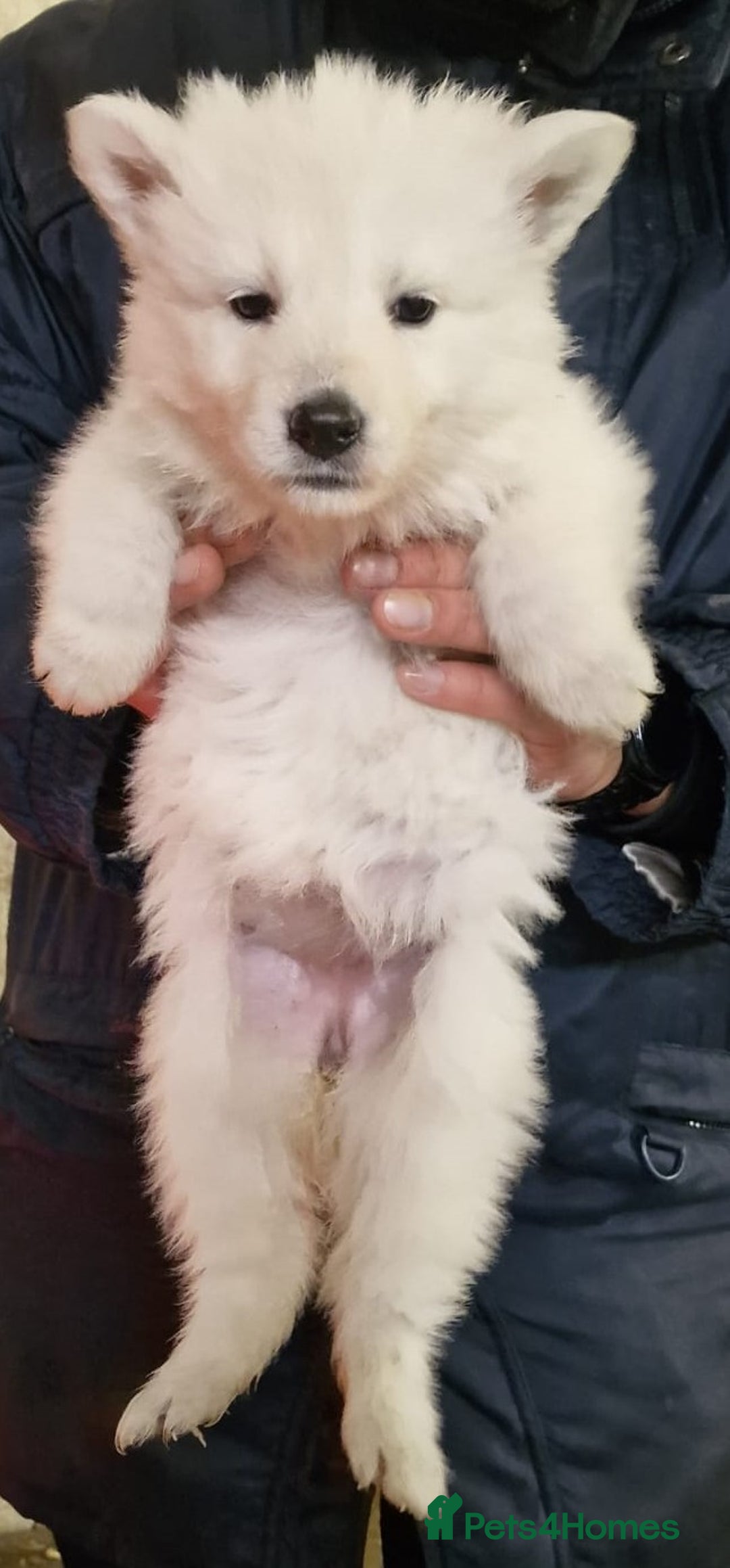 German Shepherd dogs for sale: KC White Long Hair Shepherd Pupp's– Champion Lines - Advert 5