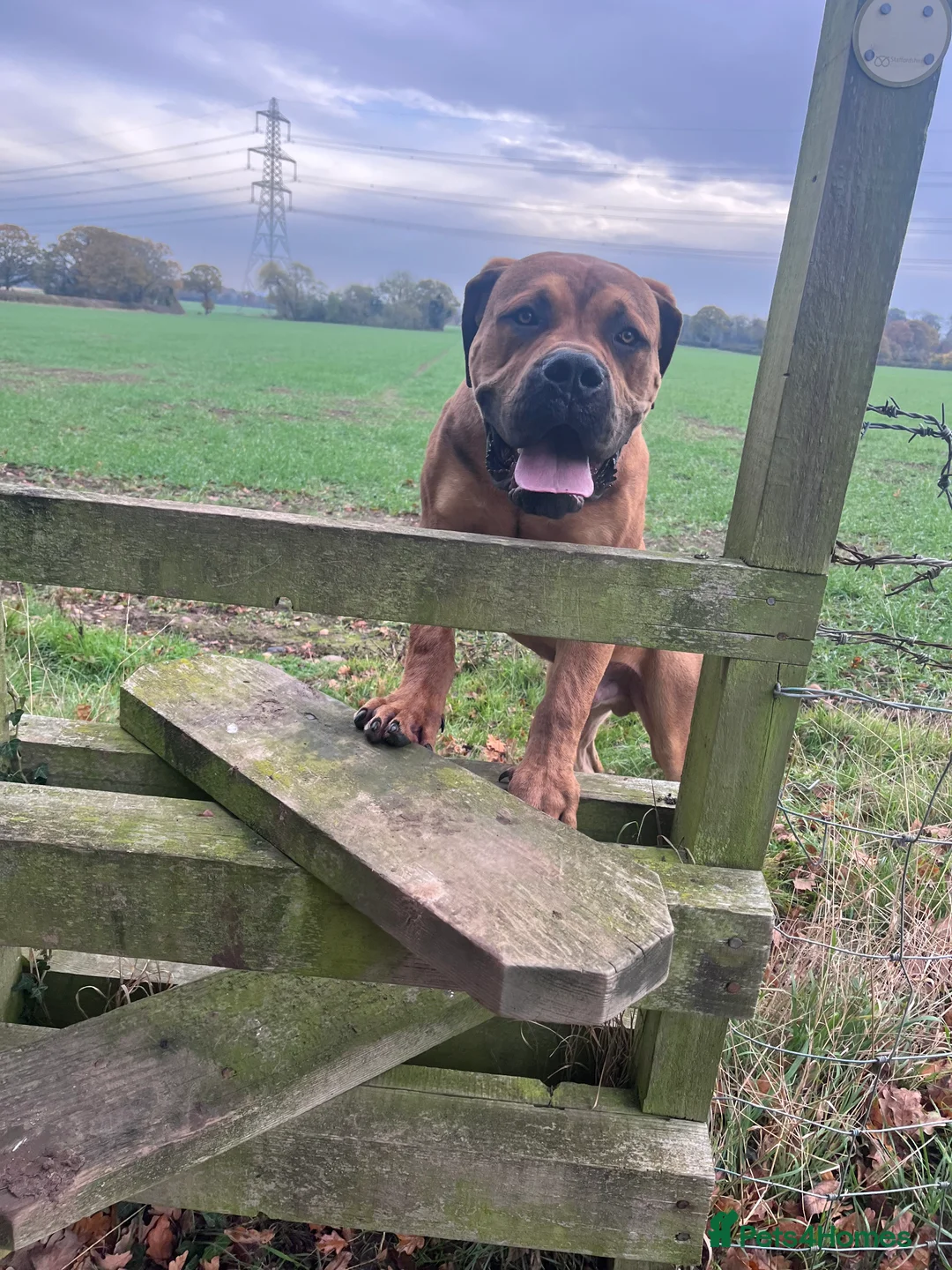 Boerboel dogs for sale: Koba South African boerbeol - Advert 3