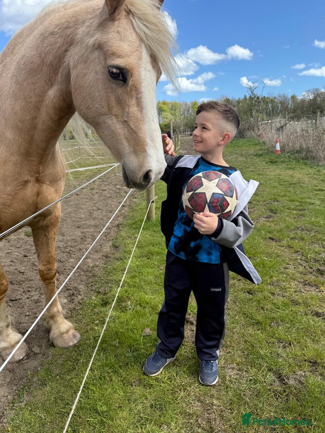 Welsh Section D horses for sale: 🐴14.3h Welsh section d palomino mare 🐴  - Advert 8