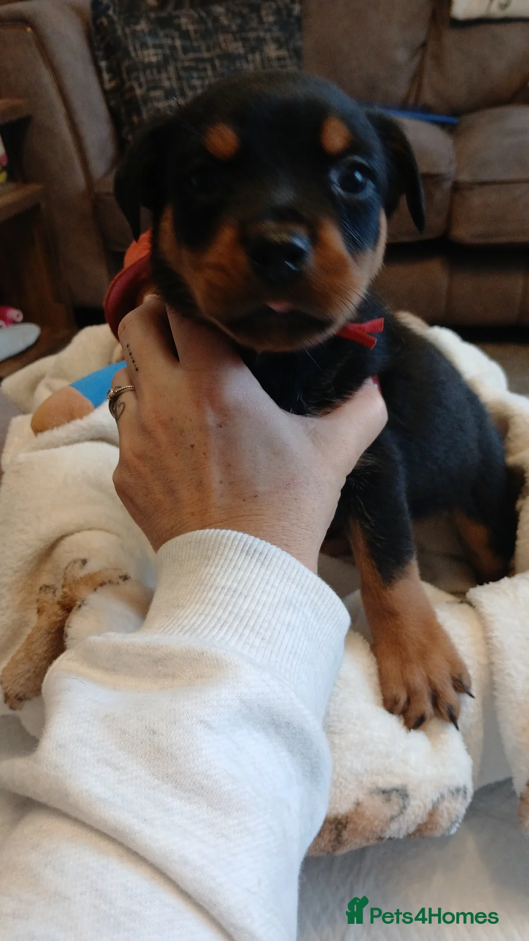 Rottweiler dogs for sale: Rottweiler puppies x 6 3 male 3 female. - Advert 6