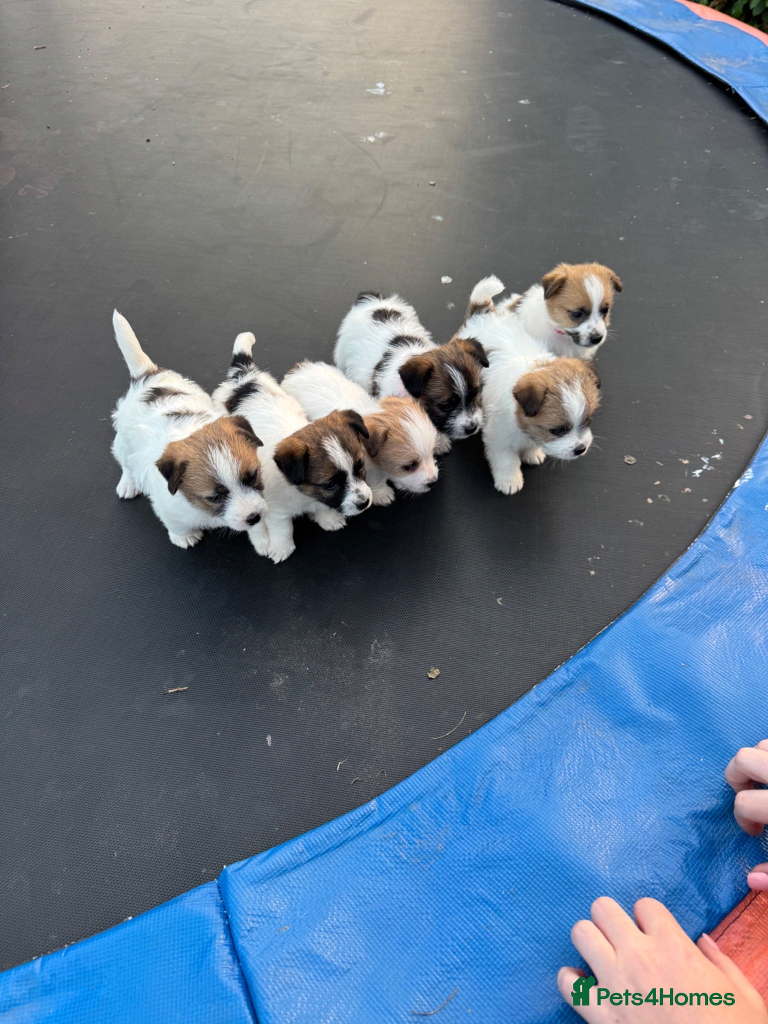 Jack Russell dogs Jack Russell puppies  - Advert 1