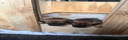 Border Terrier dogs for sale: 2 x Bitches  in Antrim - Advert 13