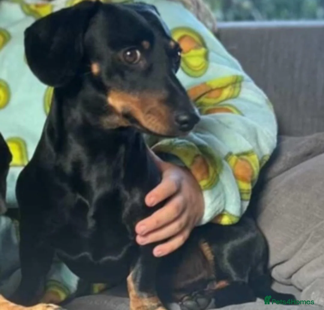 Miniature Dachshund dogs for sale: Miniature dachshund  - Advert 3