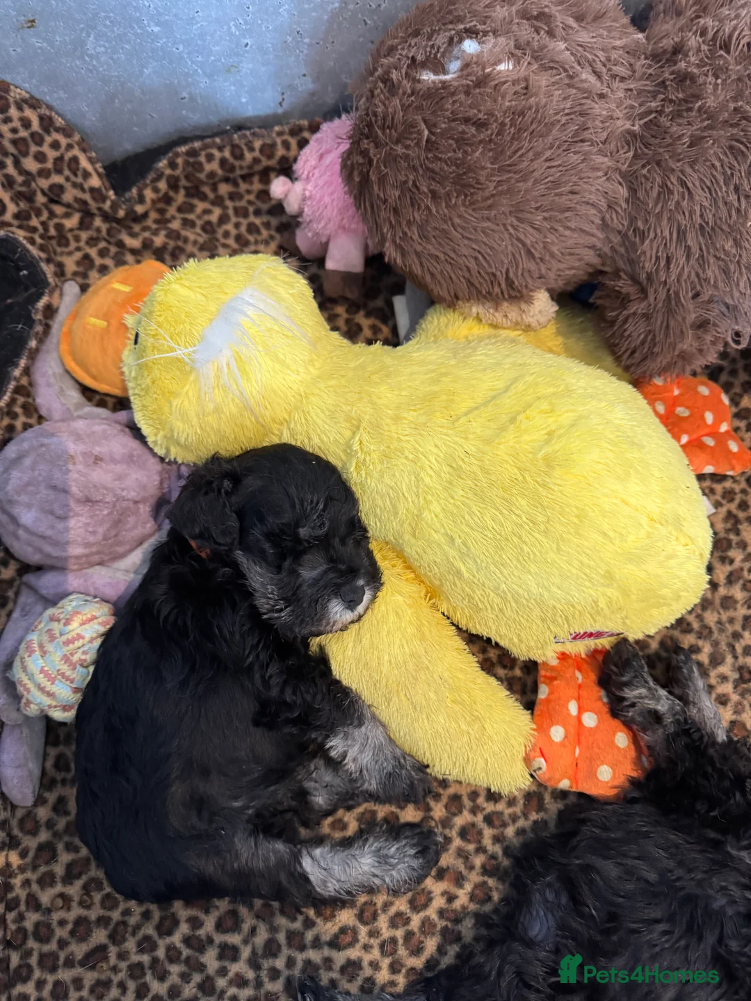 Miniature Schnauzer dogs for sale: Miniature schnauzer puppies - Advert 2