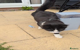 British Longhair cats for sale: Male Cat seeking new home - Image 4