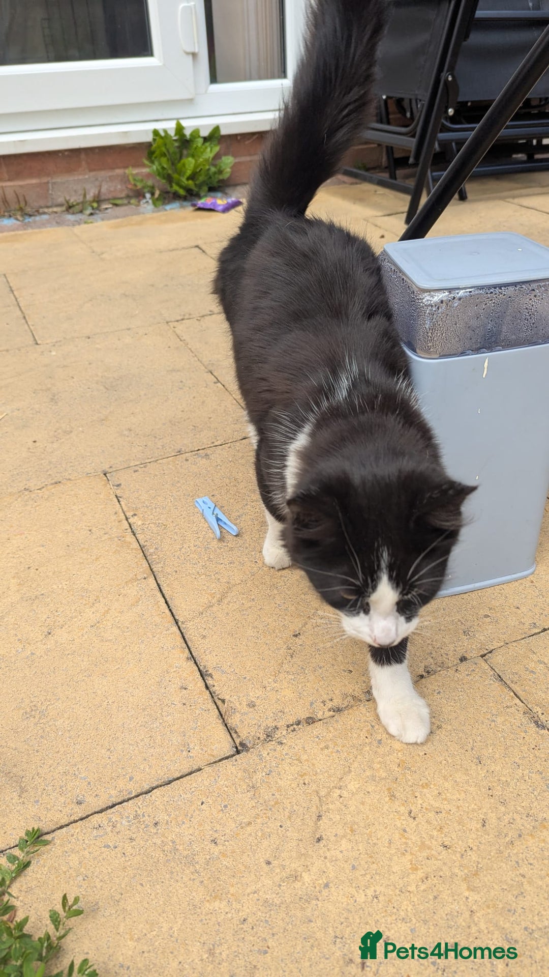 British Longhair cats for sale: Male Cat seeking new home - Image 4