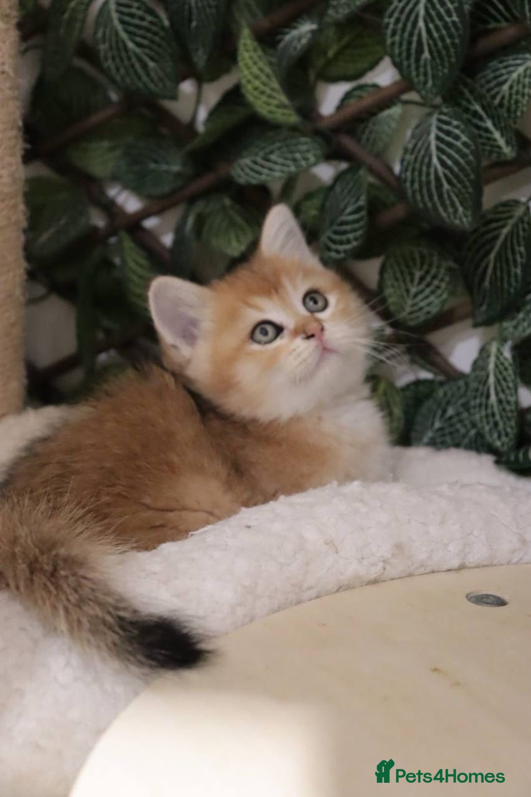 British Shorthair cats for sale: Stunning Champion Bloodlines kittens  - Advert 15