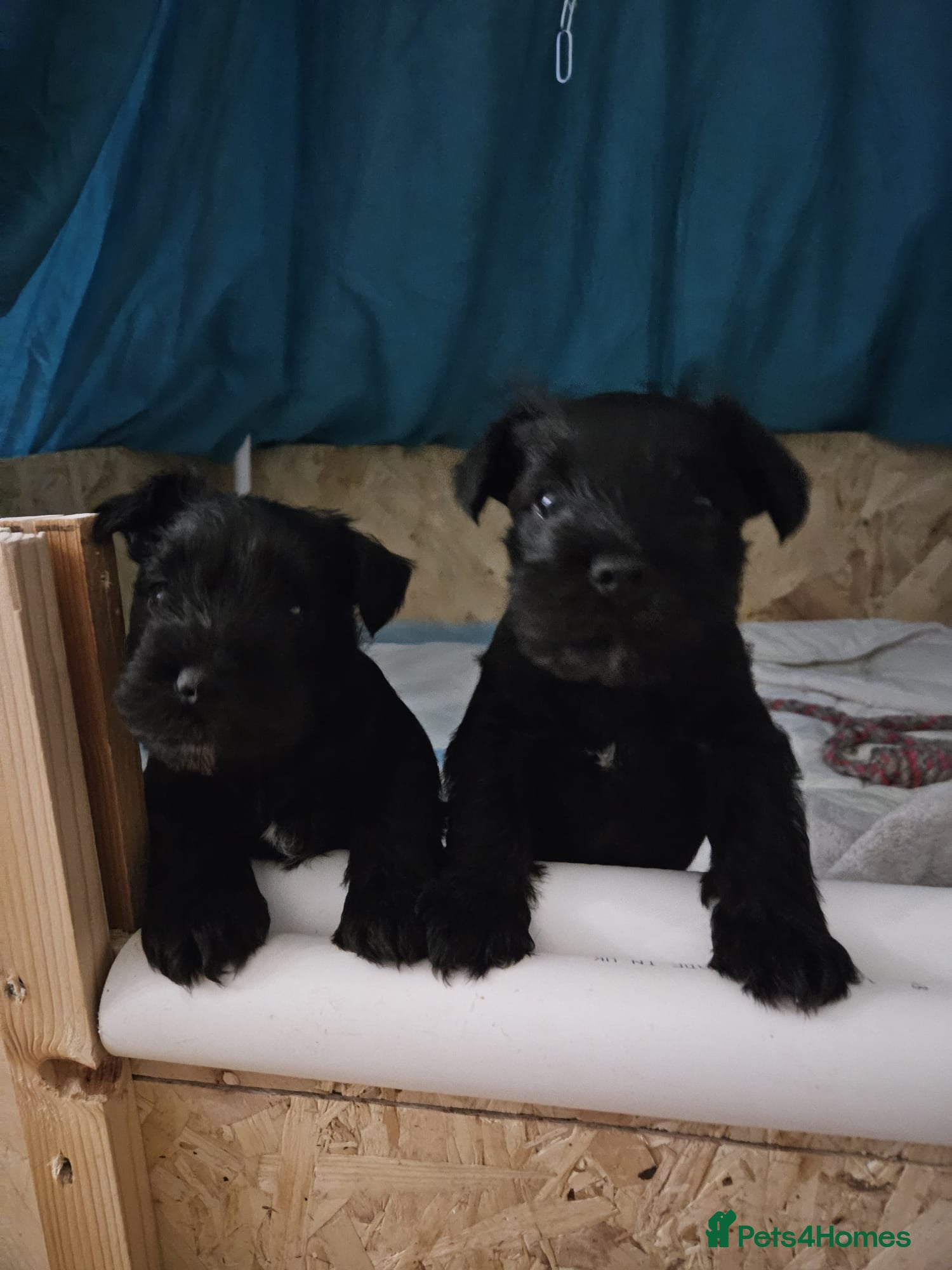 Miniature Schnauzer dogs Miniature Schnauzer black puppies  - Advert 3