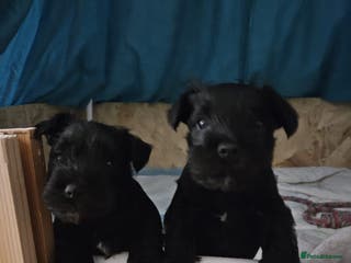 Miniature Schnauzer dogs Miniature Schnauzer black puppies - Advert 6