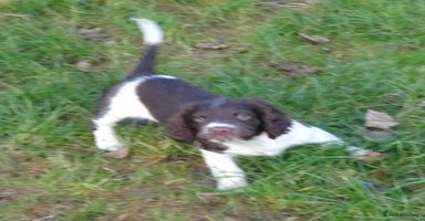 English Springer Spaniel dogs Gorgeous English Springer Spaniel Puppies  - Advert 11