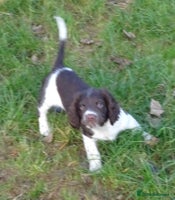 English Springer Spaniel dogs Gorgeous English Springer Spaniel Puppies - Advert 11