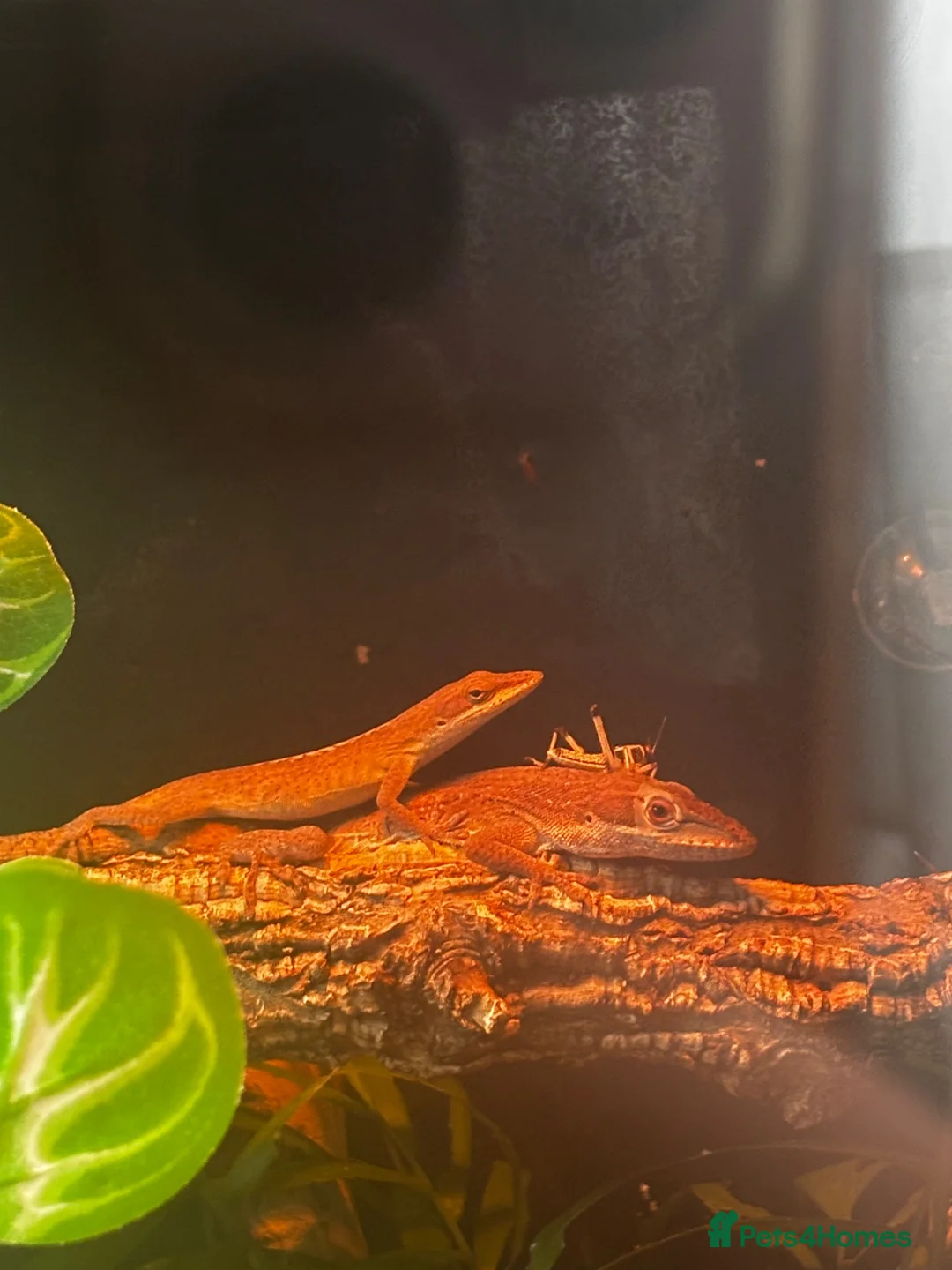 Anole reptiles for sale: 3x Green anoles for sale (1x m, 2x f) in Leighton Buzzard - Advert 2