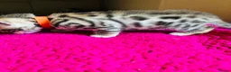 Bengal cats for sale: Stunning Bengal Kittens  - Advert 20