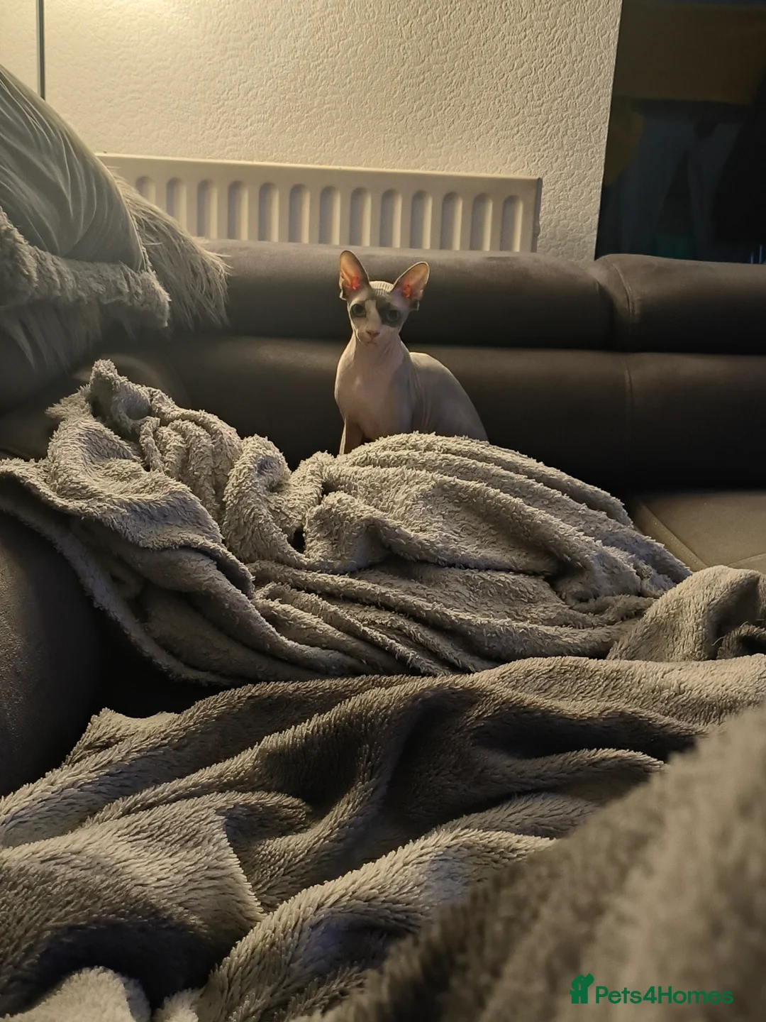 Sphynx cats for sale: Mother and son Sphynx for sale - Advert 5