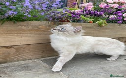 Ragdoll cats for sale: Ragdoll kittens ready now 3 boys 1 girl available  - Image 12