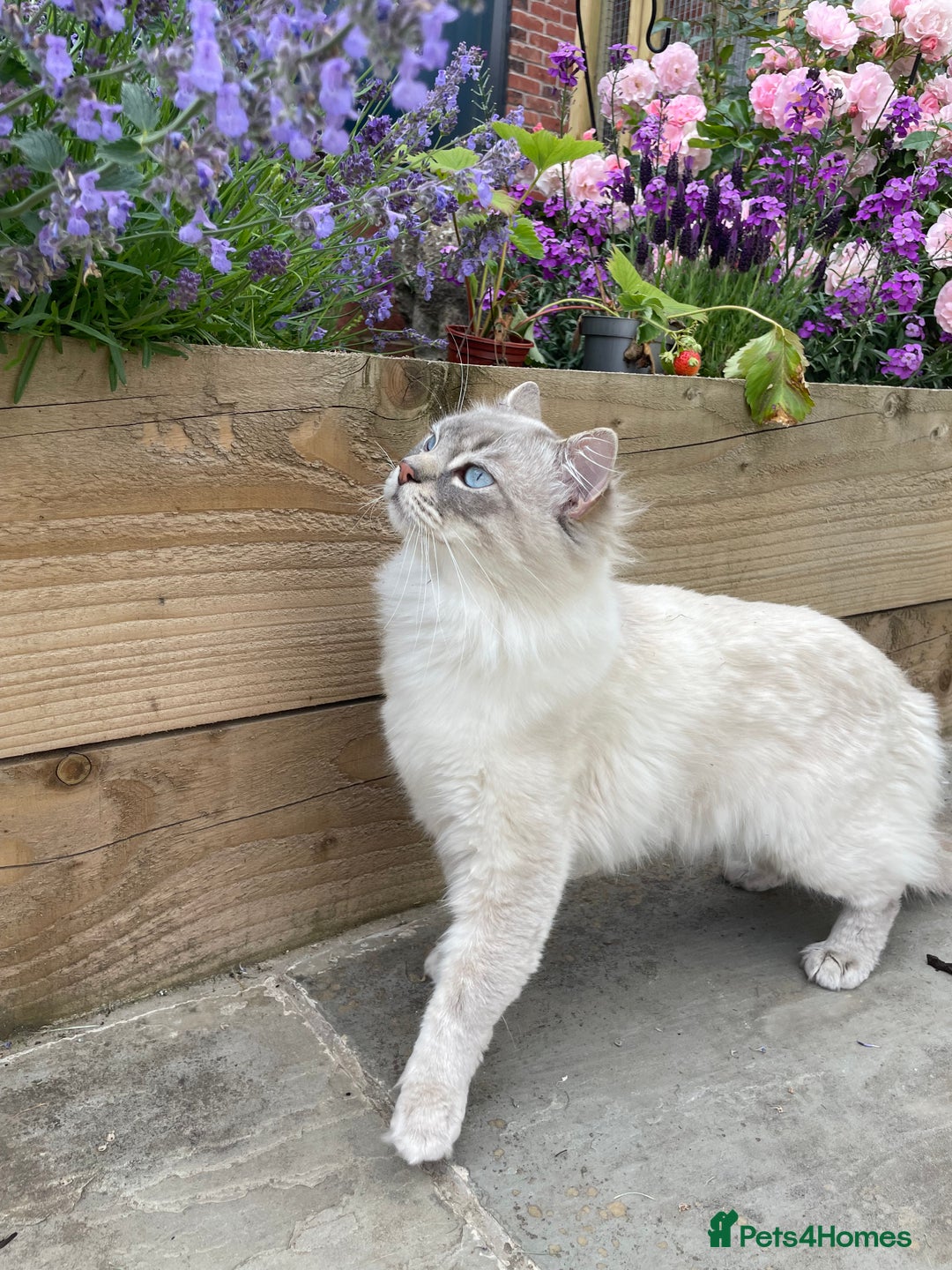 Ragdoll cats for sale: Ragdoll kittens ready now 3 boys 1 girl available  - Image 12