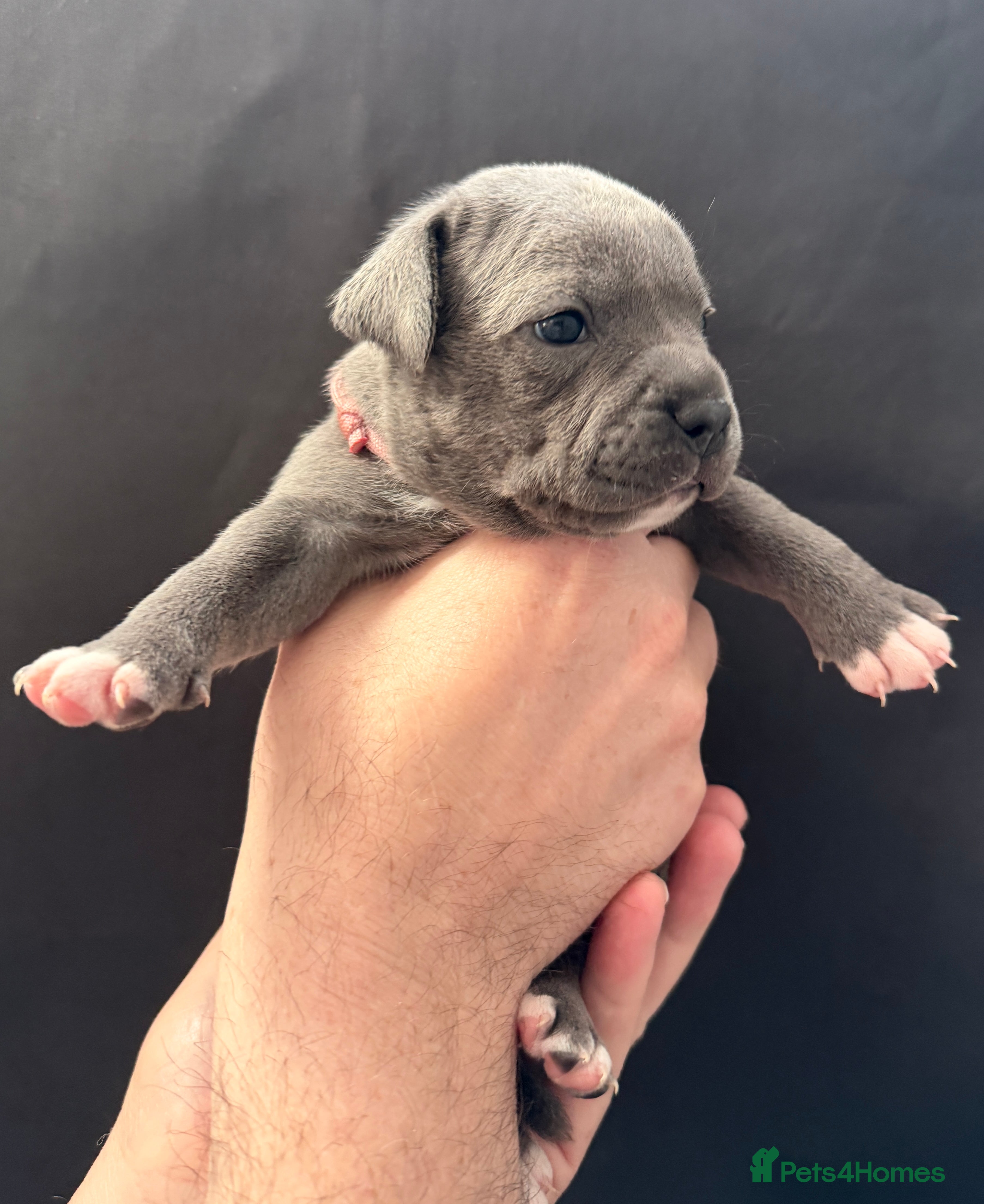 Staffordshire Bull Terrier dogs Amazing litter of Blue staffy pups 1 female left - Advert 2