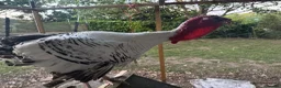 Mixed Breed poultry for sale: Mixed Flock of Birds - Advert 15
