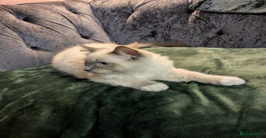 Ragdoll cats - Advert 4