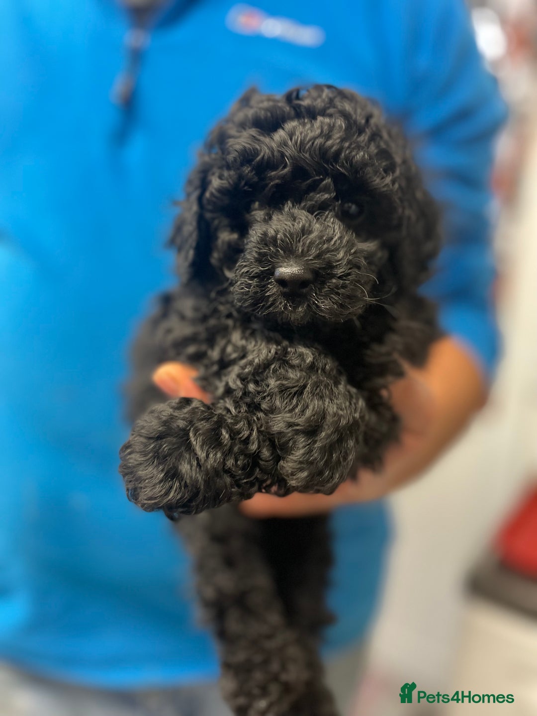 Toy Poodle dogs for sale: PEDIGREE TOY POODLES PRA CLEAR  - Advert 23