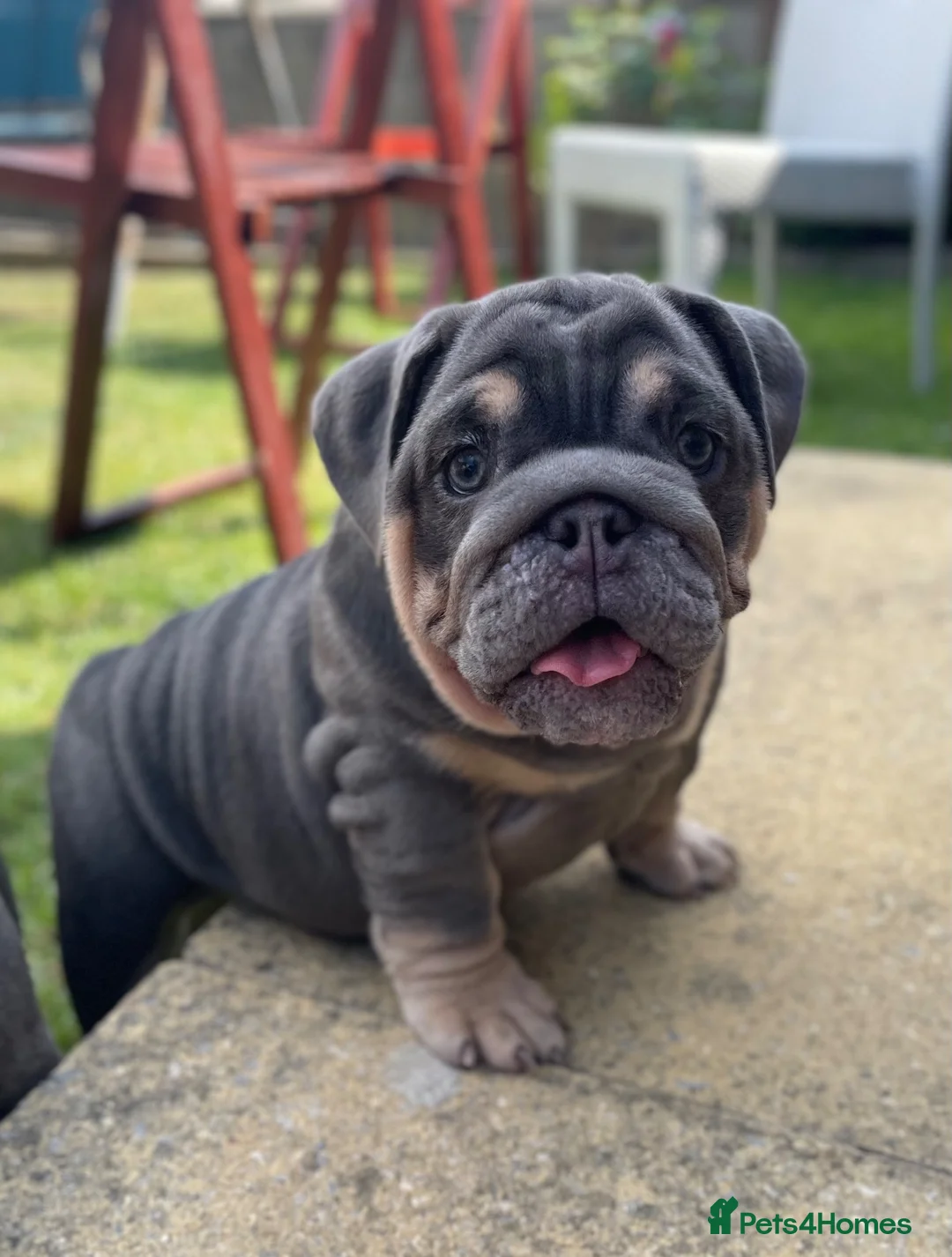 English Bulldog dogs for sale: English bulldogs blue tan fully suited boy & girl - Advert 2