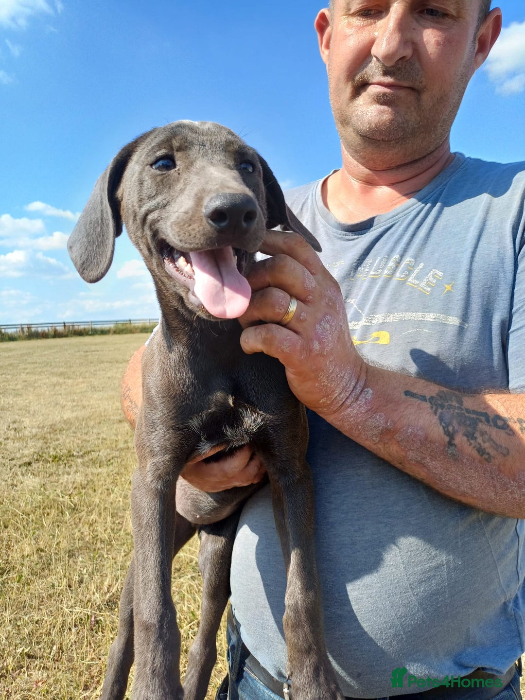 Mixed Breed dogs for sale: Texas Lacy Game Dogs - Image 9