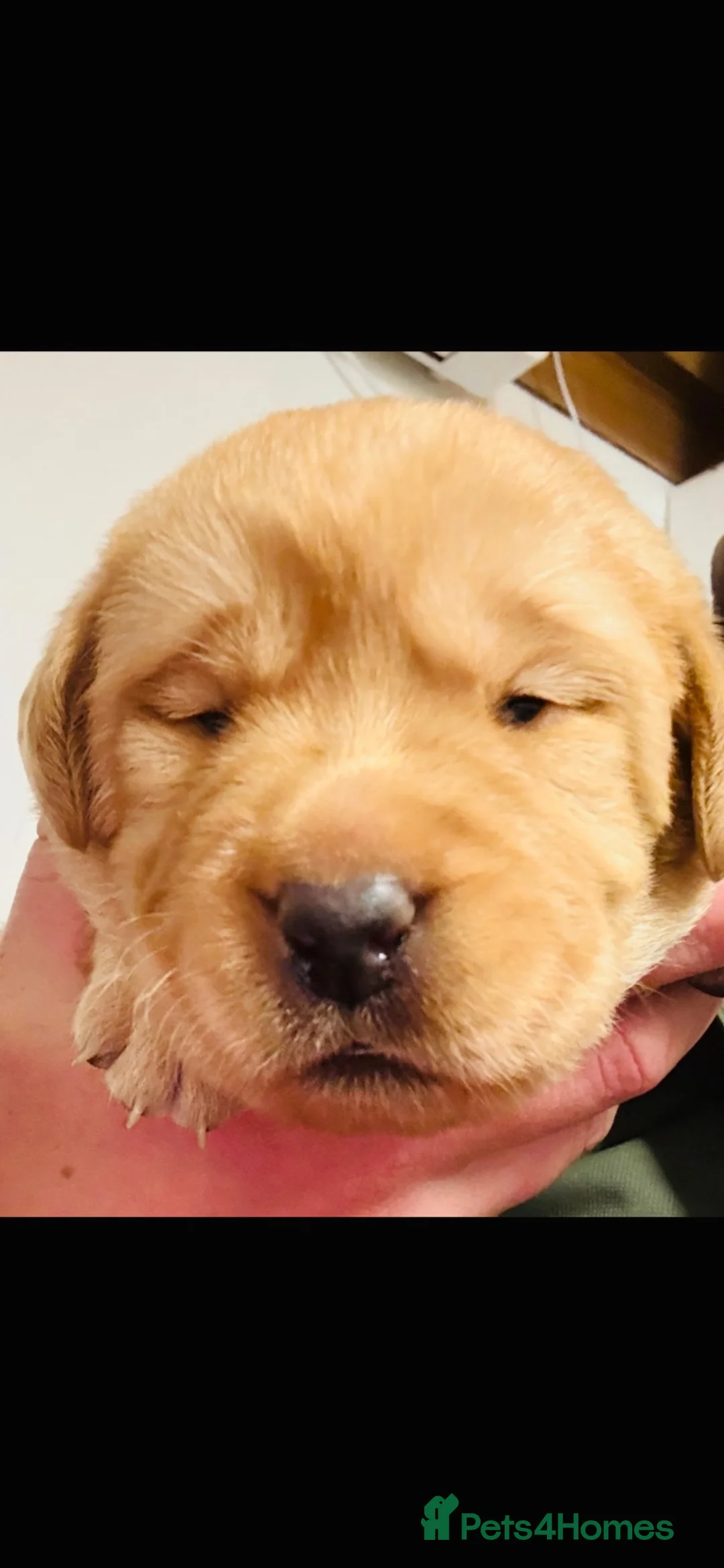 Labrador Retriever dogs for sale: Lovely litter  - Advert 2