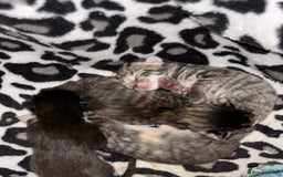 British Longhair cats for sale: Fluffy kittens - Image 5
