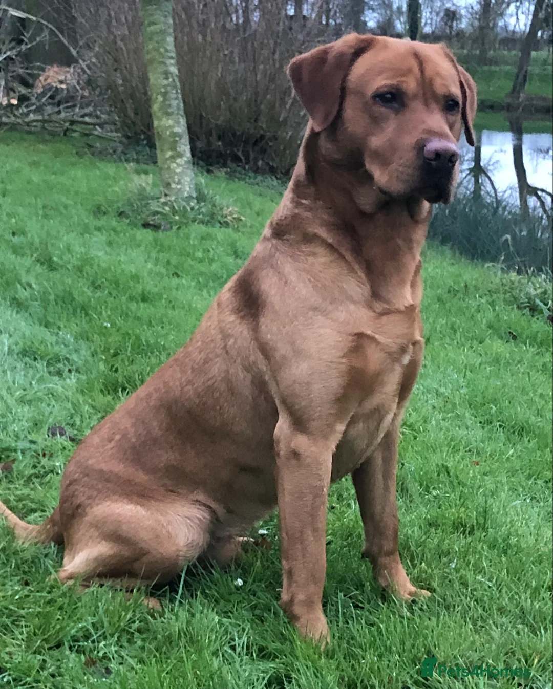 Labrador Retriever dogs for stud: K.c Reg Fox Red Labrador at stud in Suffolk in Eye - Advert 1