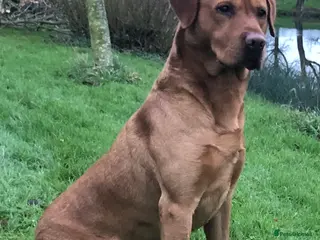 Labrador Retriever dogs K.c Reg Fox Red Labrador at stud in Suffolk in Eye - Advert 5