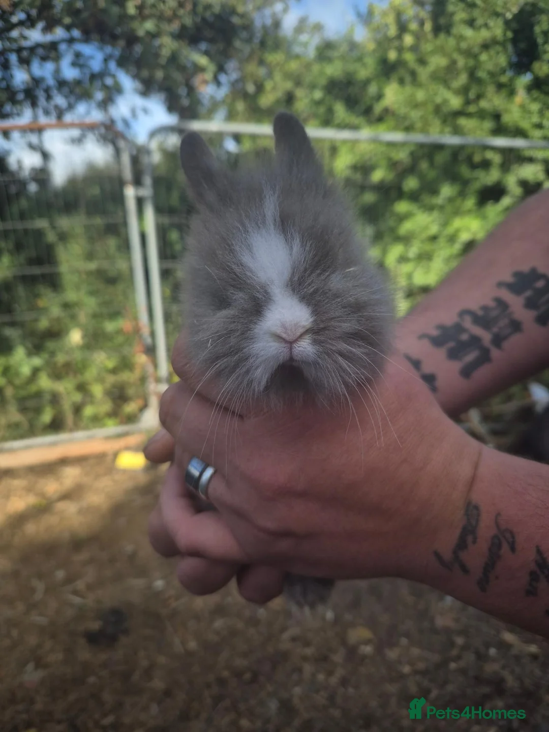 Lionhead rabbits for sale: lionheads - Advert 1