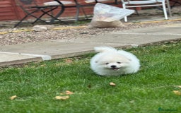 Pomeranian dogs for sale: Pomeranian puppies 🐶  - Image 7
