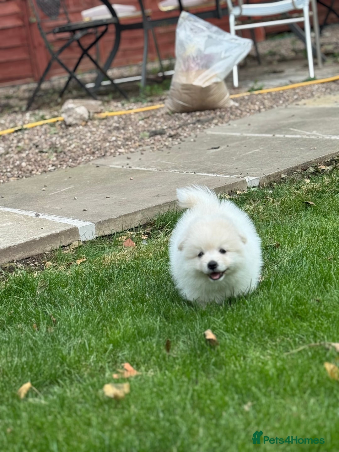 Pomeranian dogs for sale: Pomeranian puppies 🐶  - Image 7