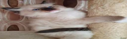 Ragdoll cats for sale: GCCF Reg. Ragdoll kittens, Champion lines - Advert 6