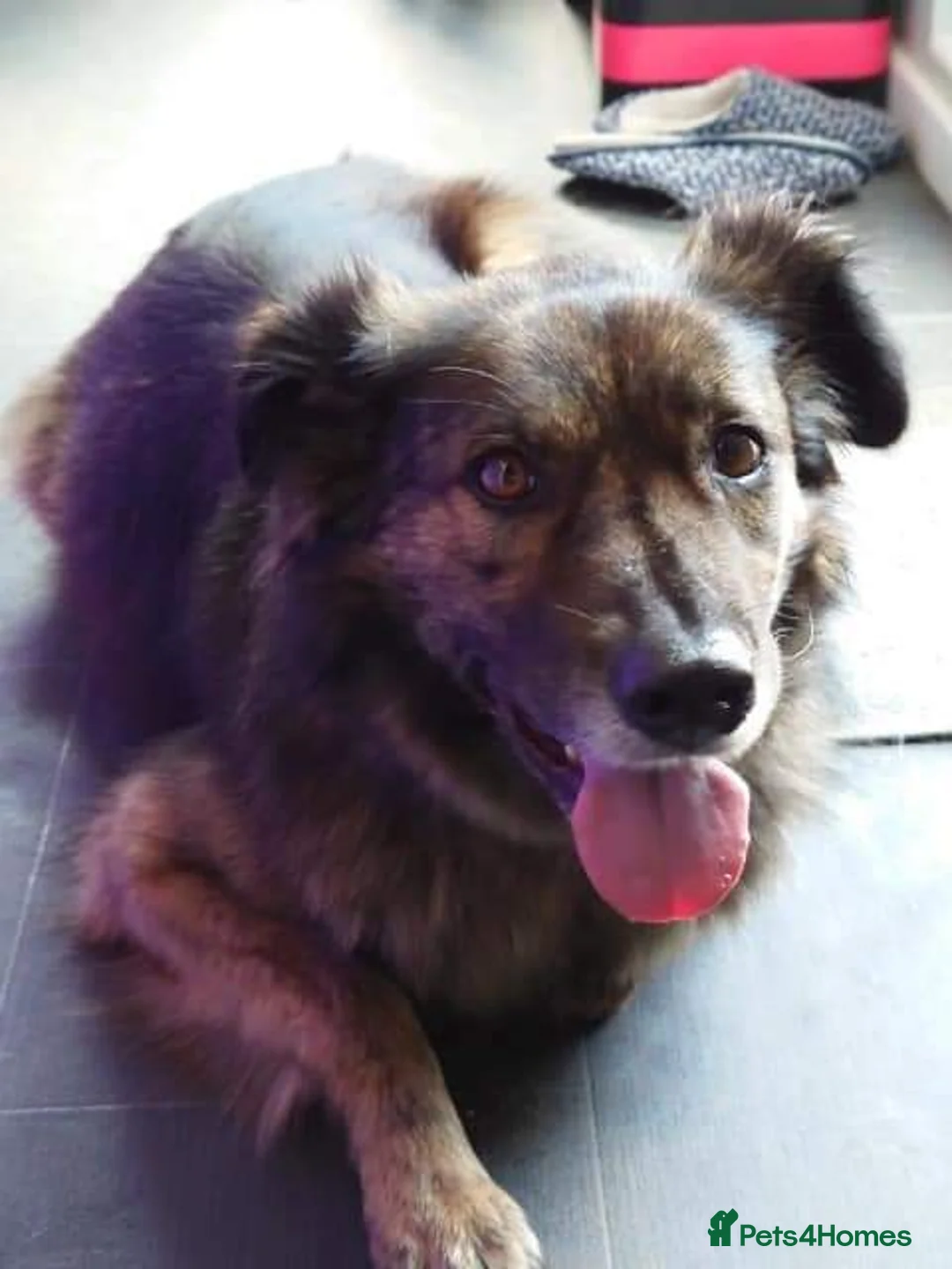 Mixed Breed dogs for adoption: Meet Lenny, currently residing in Southsea in Southsea - Advert 2