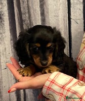 Miniature Dachshund dogs Stunning KC Reg Long Hair Mini Dachshund Puppies - Advert 2
