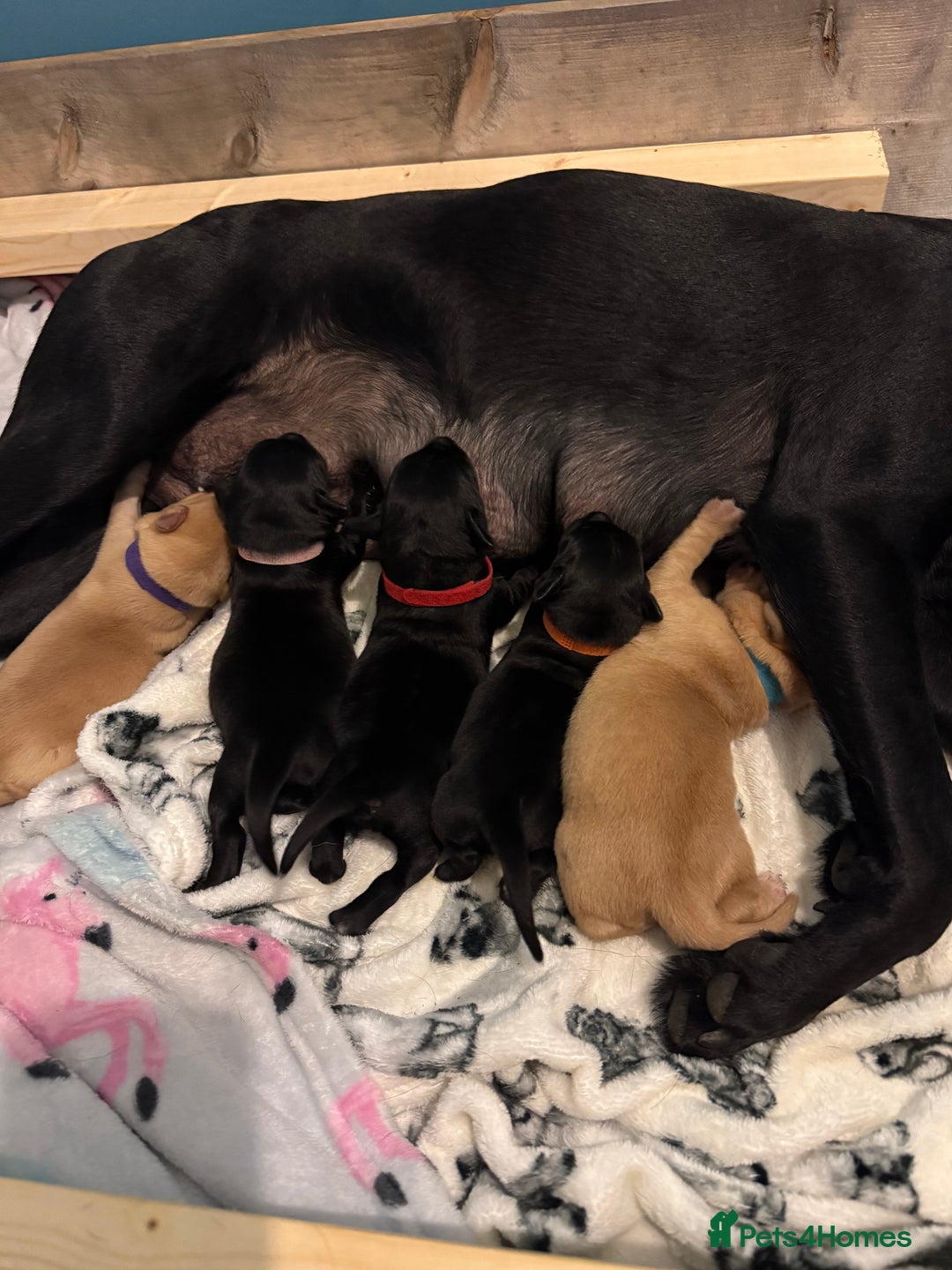 Labrador Retriever dogs for sale: 2 Beautiful Labrador Girls  - Advert 8